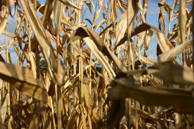 Herbst42.jpg
